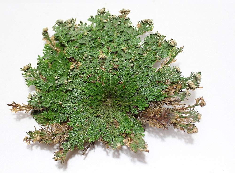 Rose of Jericho (1 Flower) – The Resurrection Plant for Love and Renewal