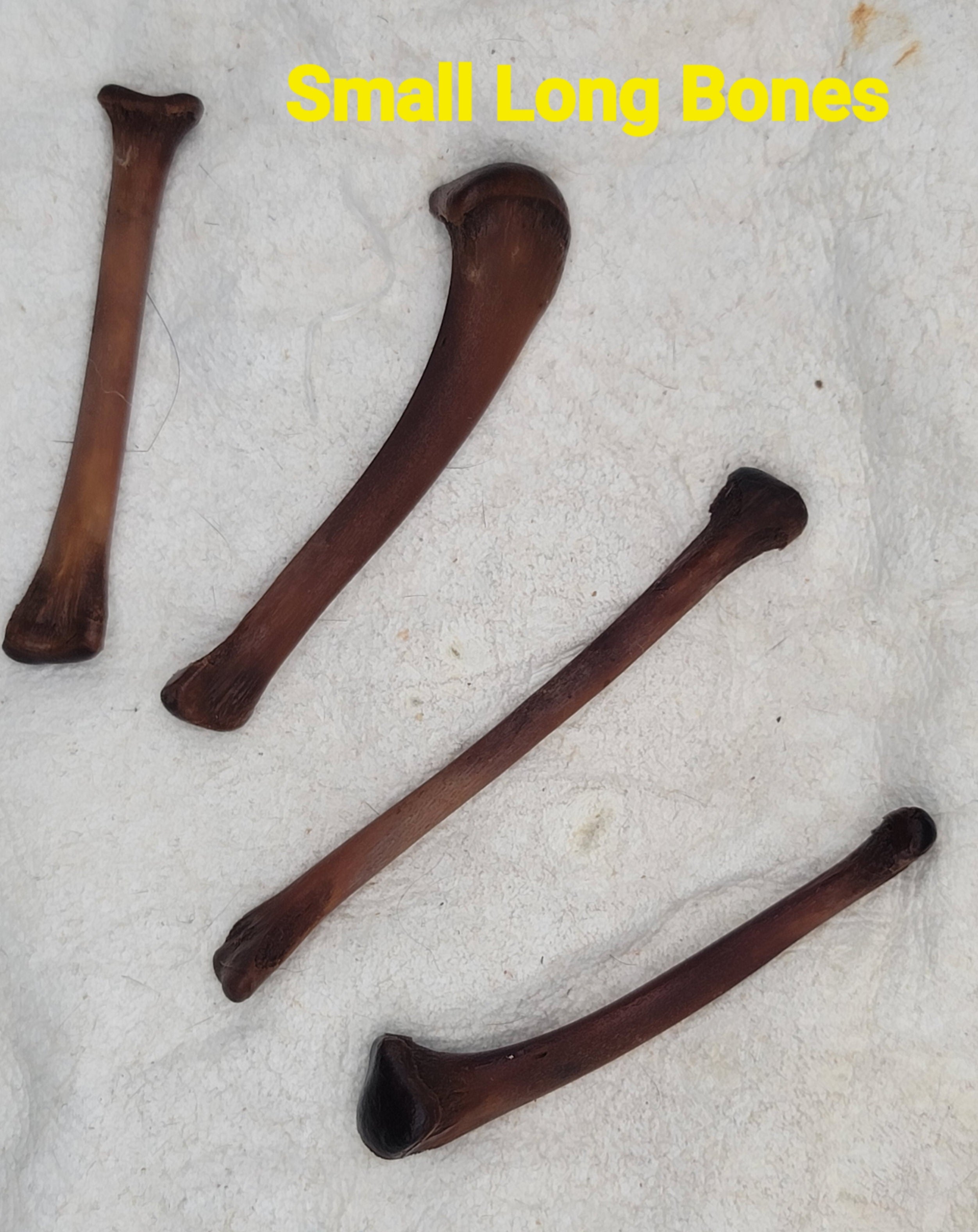 Alligator Bones – Ethically Sourced | Ritual, Protection, &amp; Baneful Work