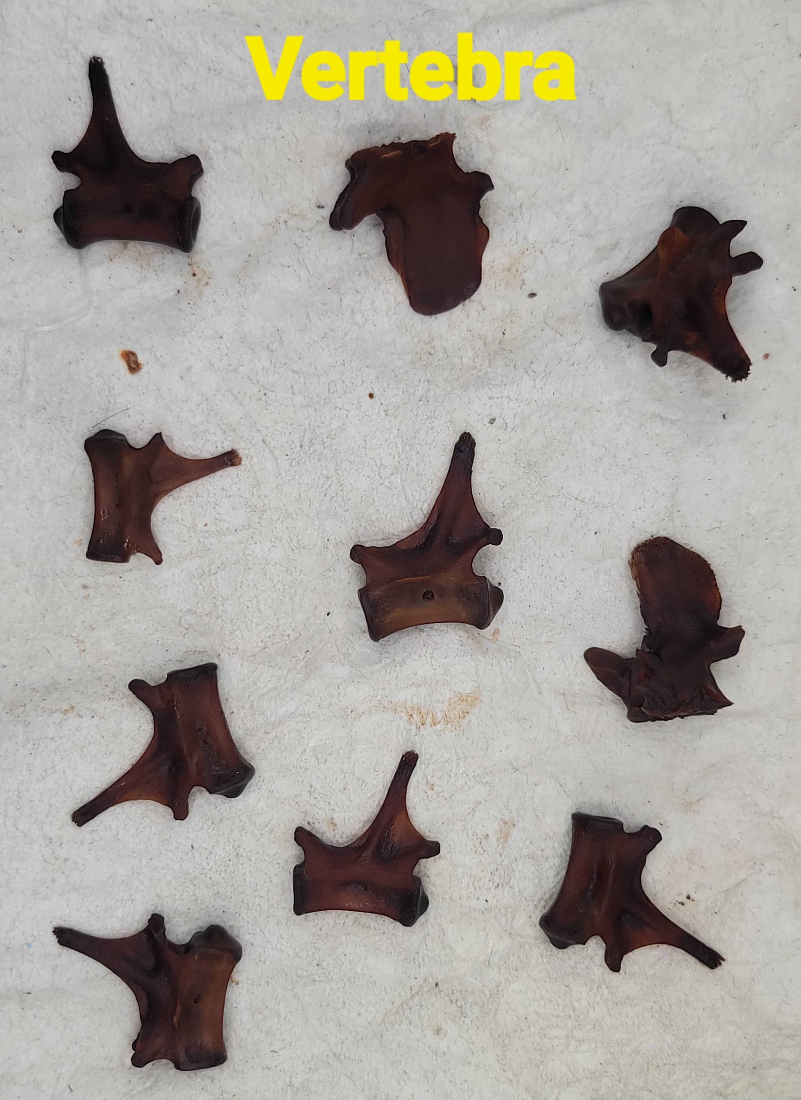 Alligator Bones – Ethically Sourced | Ritual, Protection, &amp; Baneful Work