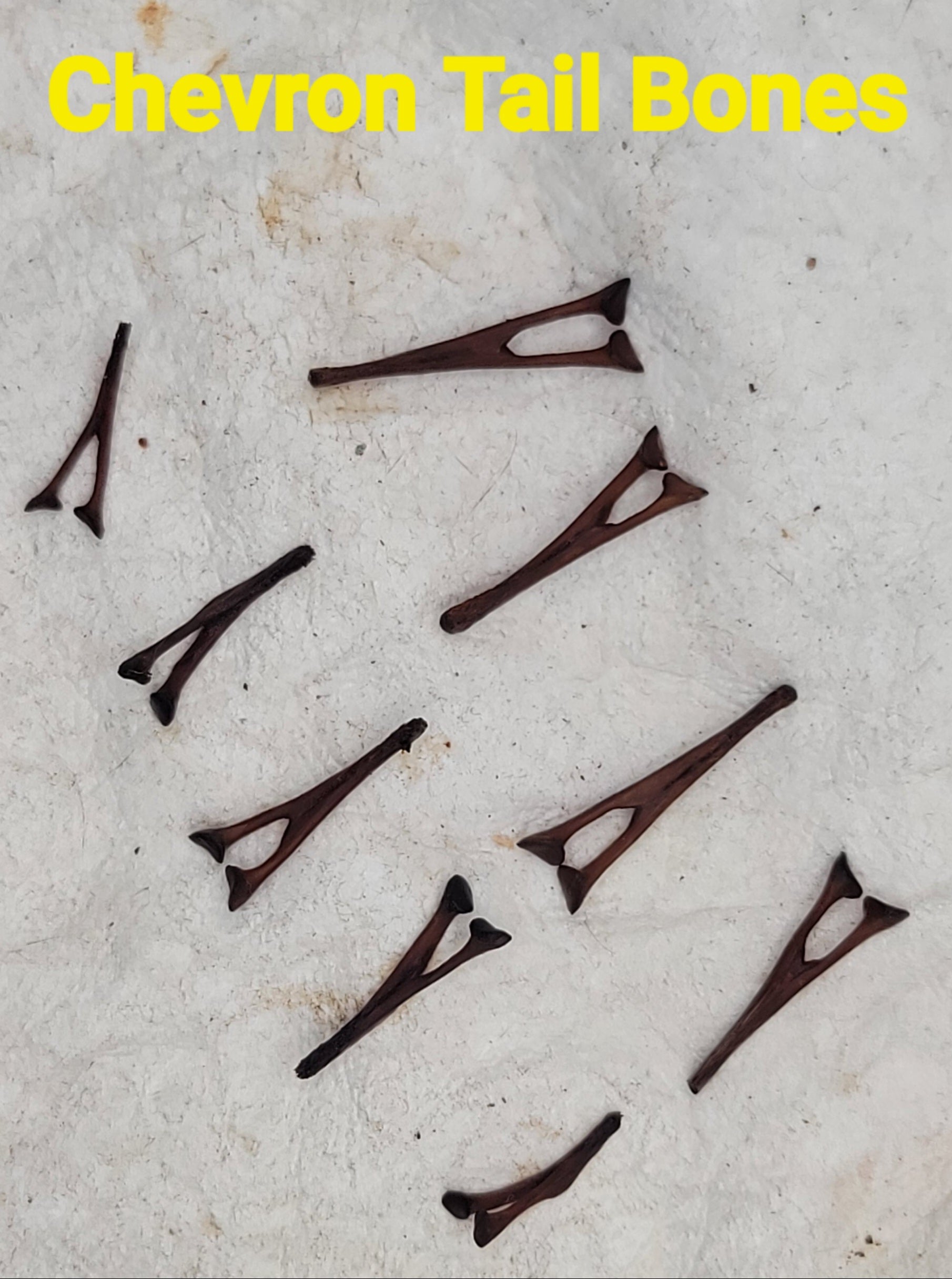 Alligator Bones – Ethically Sourced | Ritual, Protection, &amp; Baneful Work