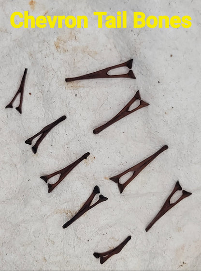 Alligator Bones – Ethically Sourced | Ritual, Protection, &amp; Baneful Work
