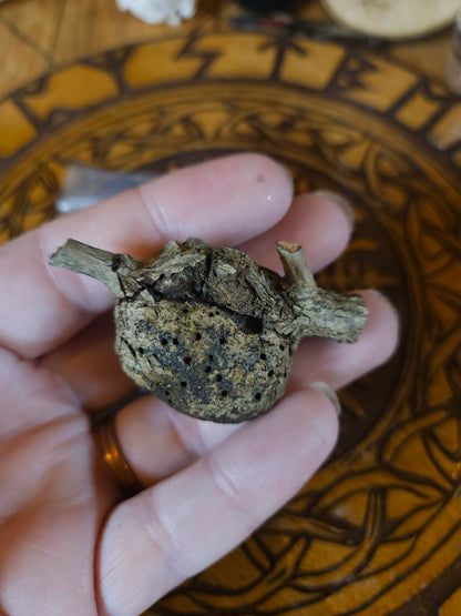 Oak Gall Trio + Protection Charm Spell | Forest Witchcraft Tool | Liminal Magic | Ward Kit | Ancestral Offering
