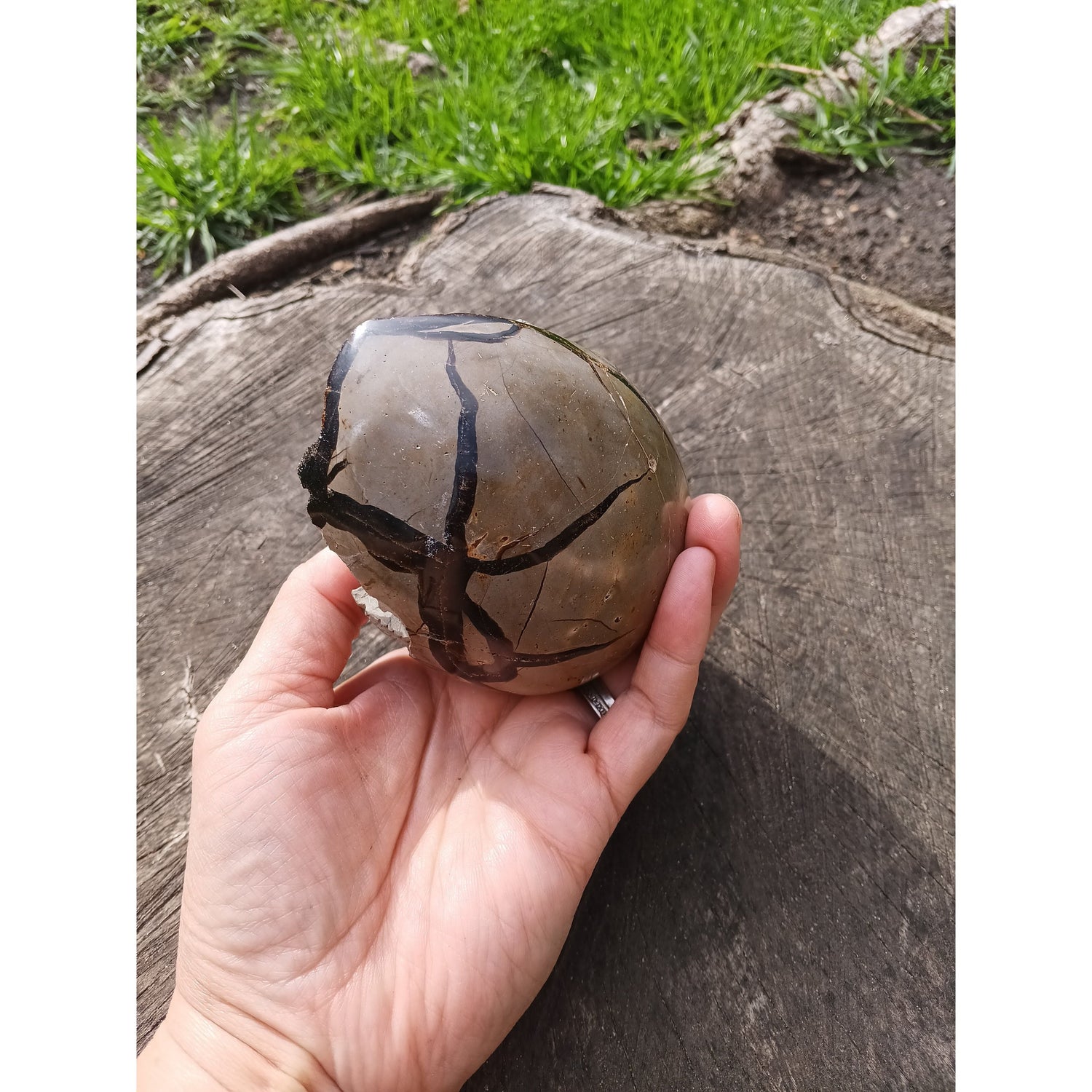 Septarian Dragon Egg | Grounding &amp; Ancient Wisdom | 4.75" 2lb Crystal