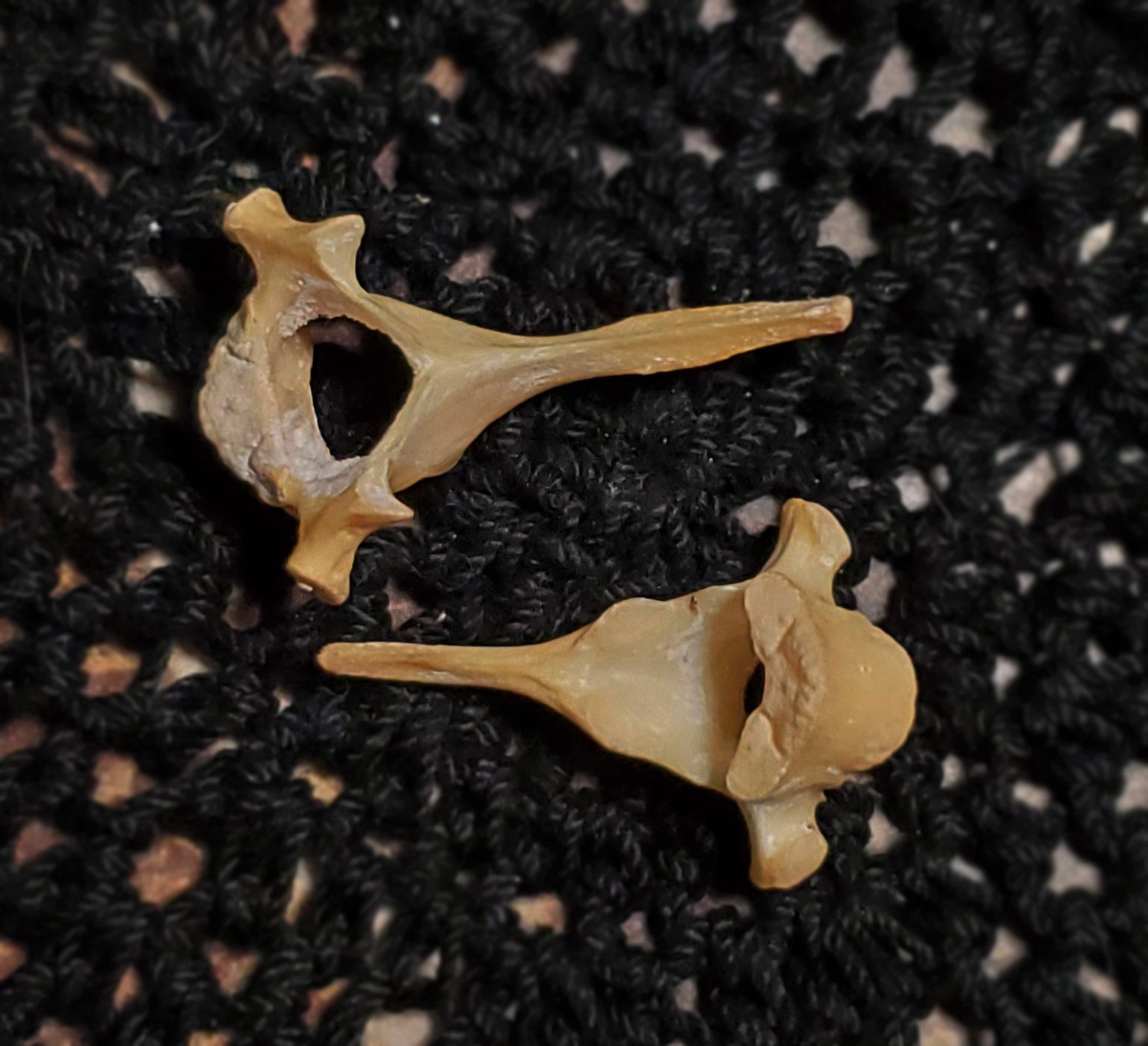 Authentic Black Cat Bone