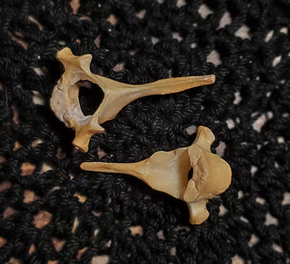 Authentic Black Cat Bone