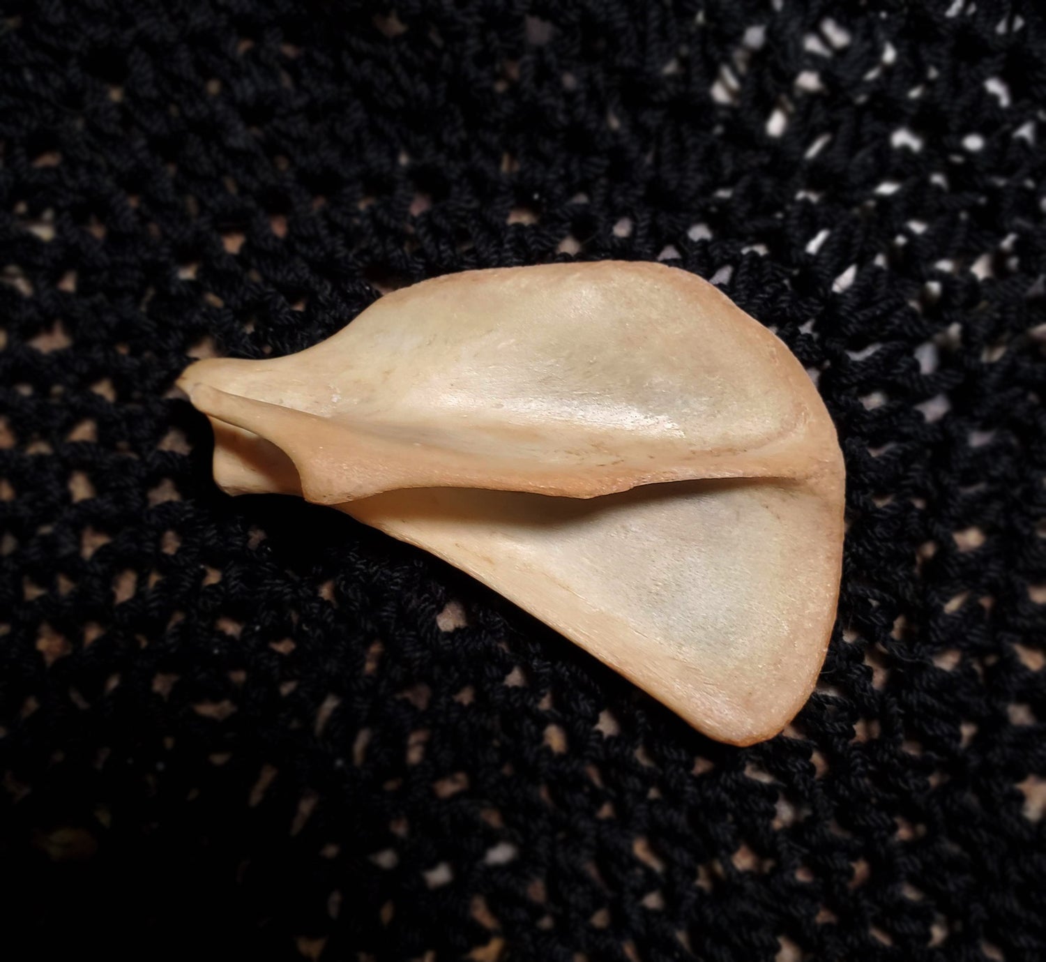 Authentic Black Cat Bone