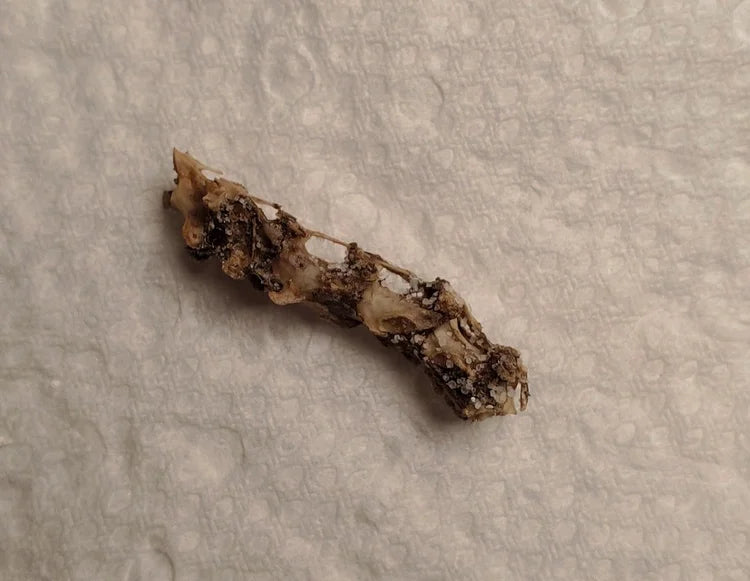 Crow Neck Vertebrae / Spine Bone