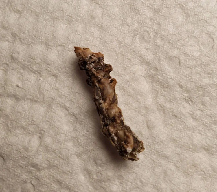 Crow Neck Vertebrae / Spine Bone