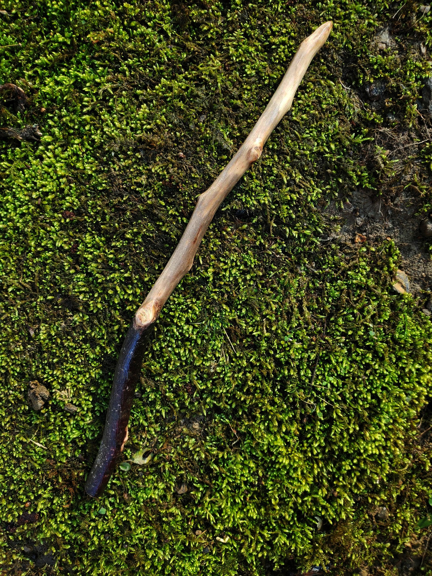 The Mossbound Wand | Appalachian Foraged Spell Wand (No. 7)