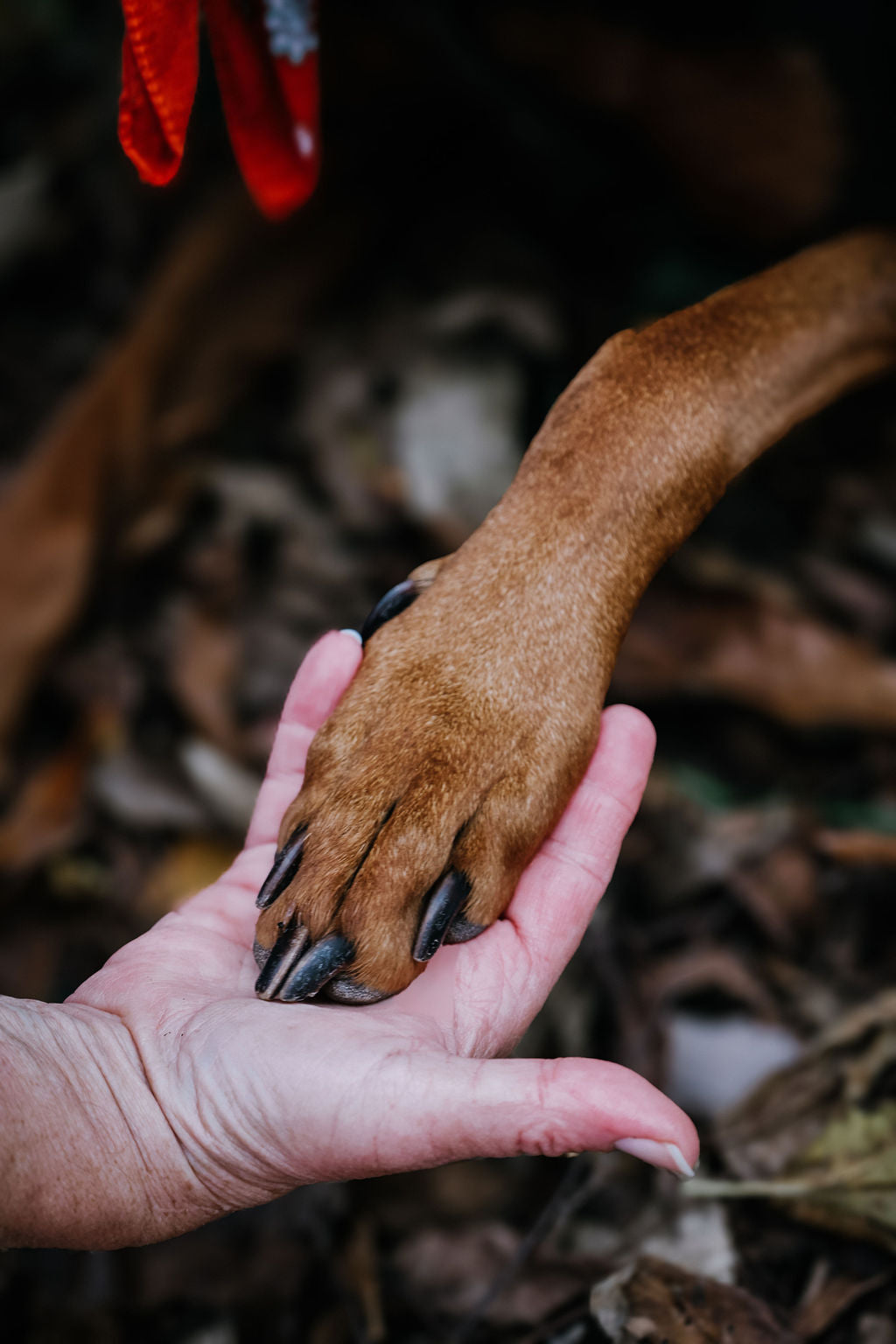 Animal Communication Reading — 30 Minute Video or Phone Session
