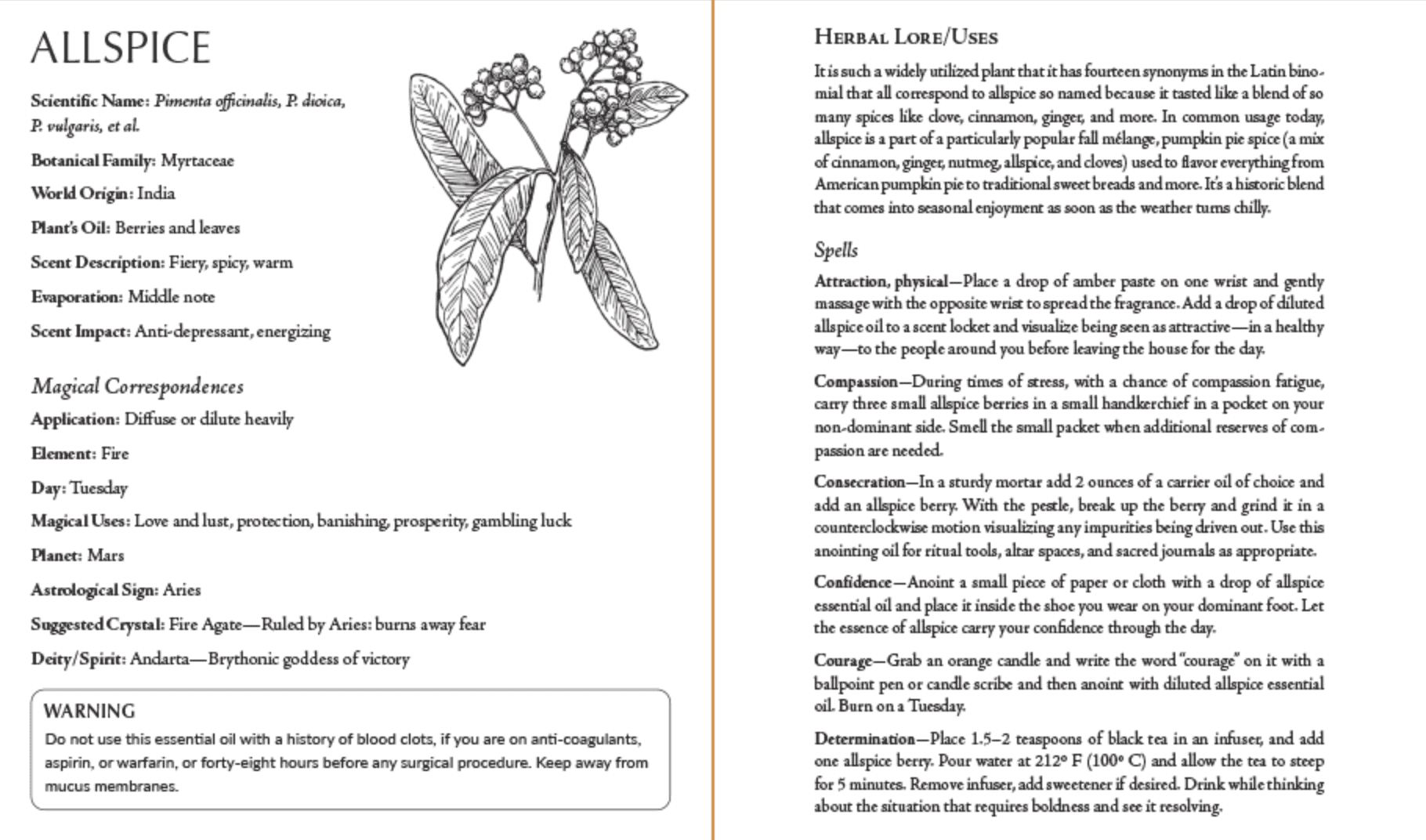 Detailed botanical illustration of allspice plant with leaves, berries, and root anatomy alongside descriptive text from inside Blackthorn&
