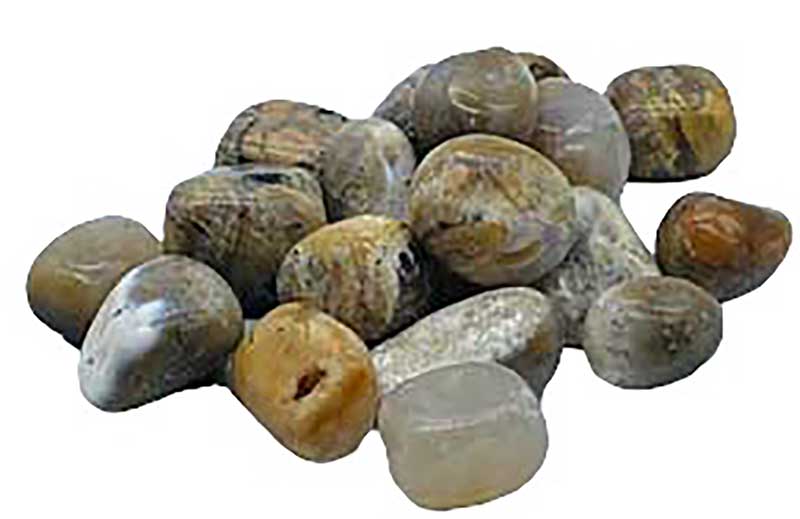 One pound bulk lot of tumbled dendritic agate stones showing distinctive fern and tree-branch-like black inclusions on white and grey translucent agate base.