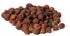 Dried hawthorn berries Crataegus laevigata whole dark brown wrinkled fruits in a pile for Beltane and protection ritual workings