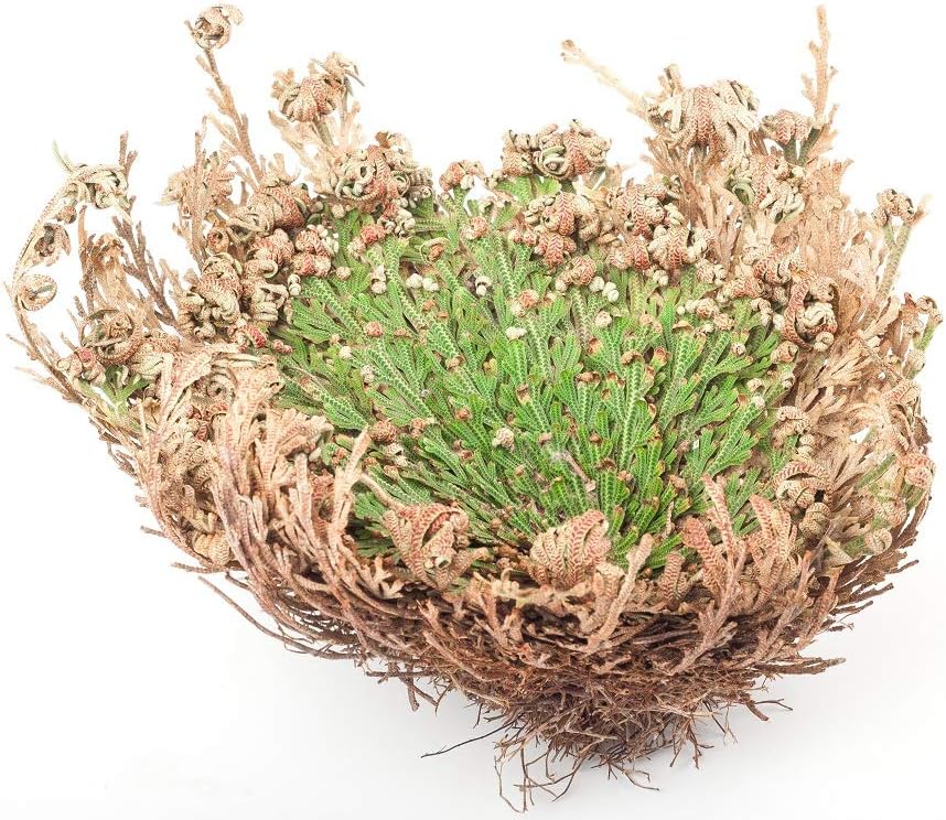 Set of 6 Rose of Jericho Flowers – Resurrection Plants for Ritual Renewal