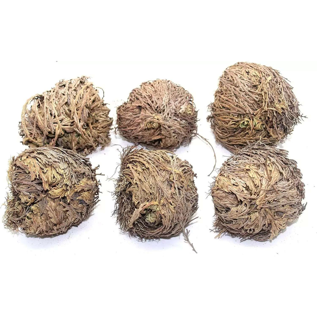 Set of 6 Rose of Jericho Flowers – Resurrection Plants for Ritual Renewal