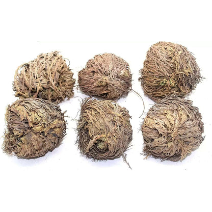 Set of 6 Rose of Jericho Flowers – Resurrection Plants for Ritual Renewal