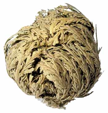 Rose of Jericho (1 Flower) – The Resurrection Plant for Love and Renewal