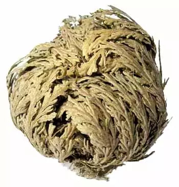 Tightly rolled dried Rose of Jericho plant in a ball with gray-green fronds.