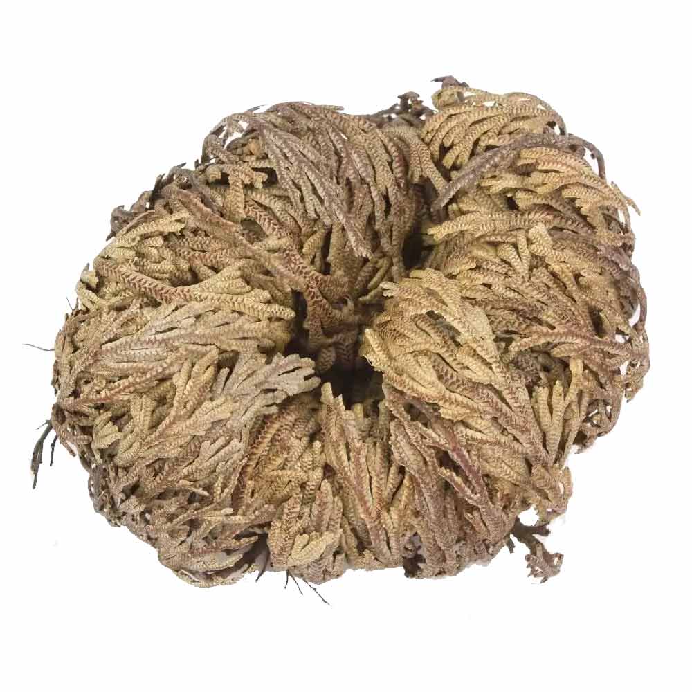 Single dried Rose of Jericho plant curled into a nest-like shape — one specimen from the set of 6 dried resurrection plants.