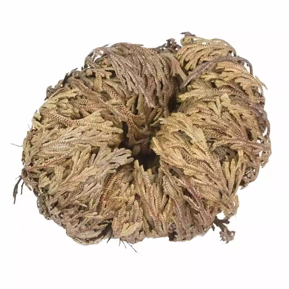 Single dried Rose of Jericho plant curled into a tight nest-like ball.