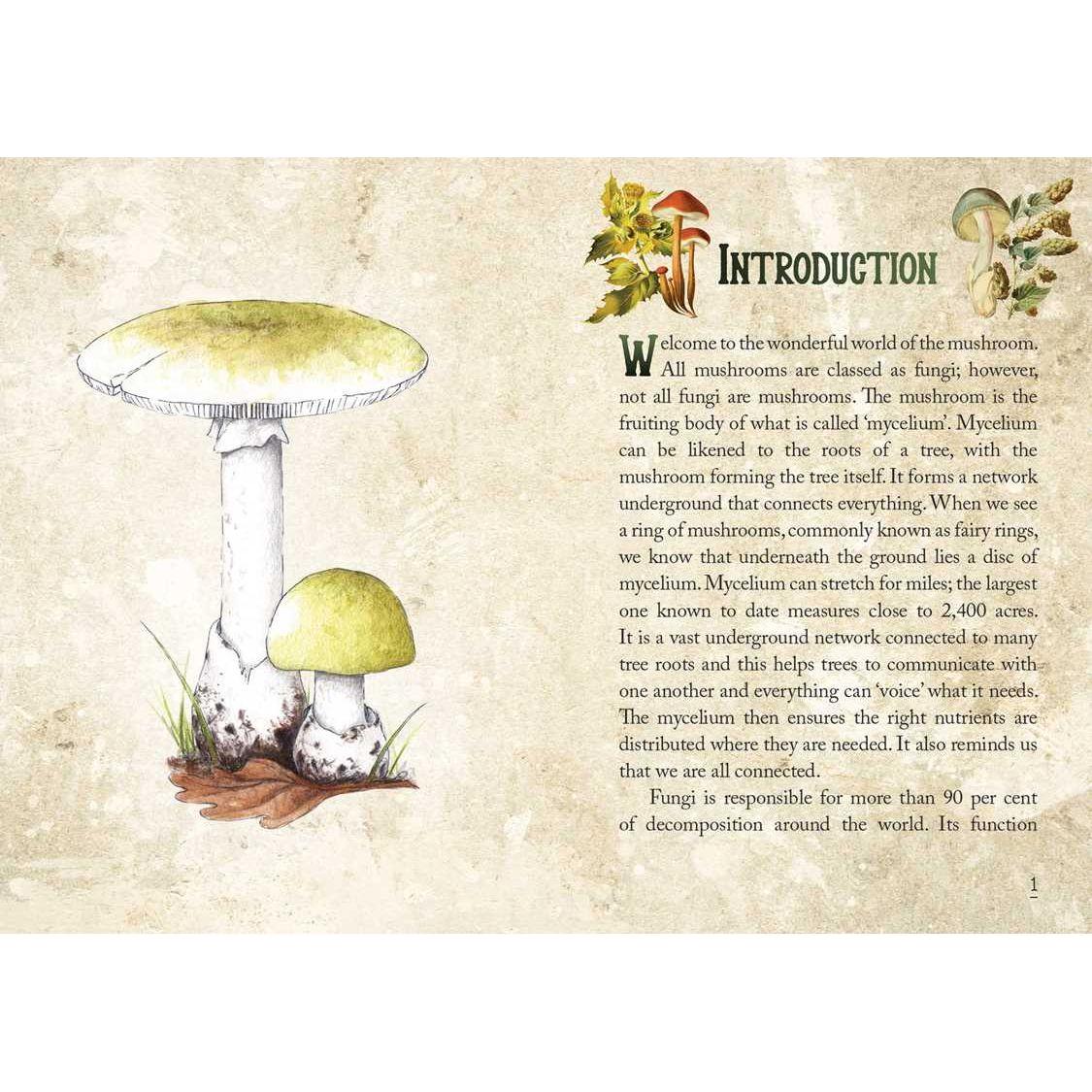 Mushroom Spirit Oracle Deck by Nicola McIntosh – 36 Illustrated Cards &amp; Guidebook