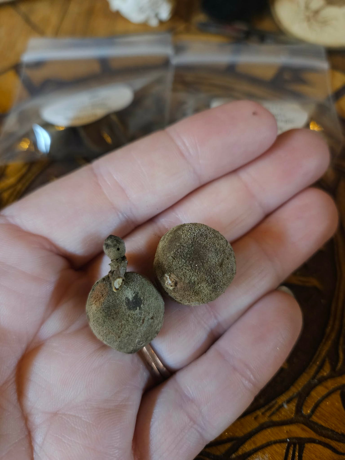 Oak Gall Trio + Protection Charm Spell | Forest Witchcraft Tool | Liminal Magic | Ward Kit | Ancestral Offering