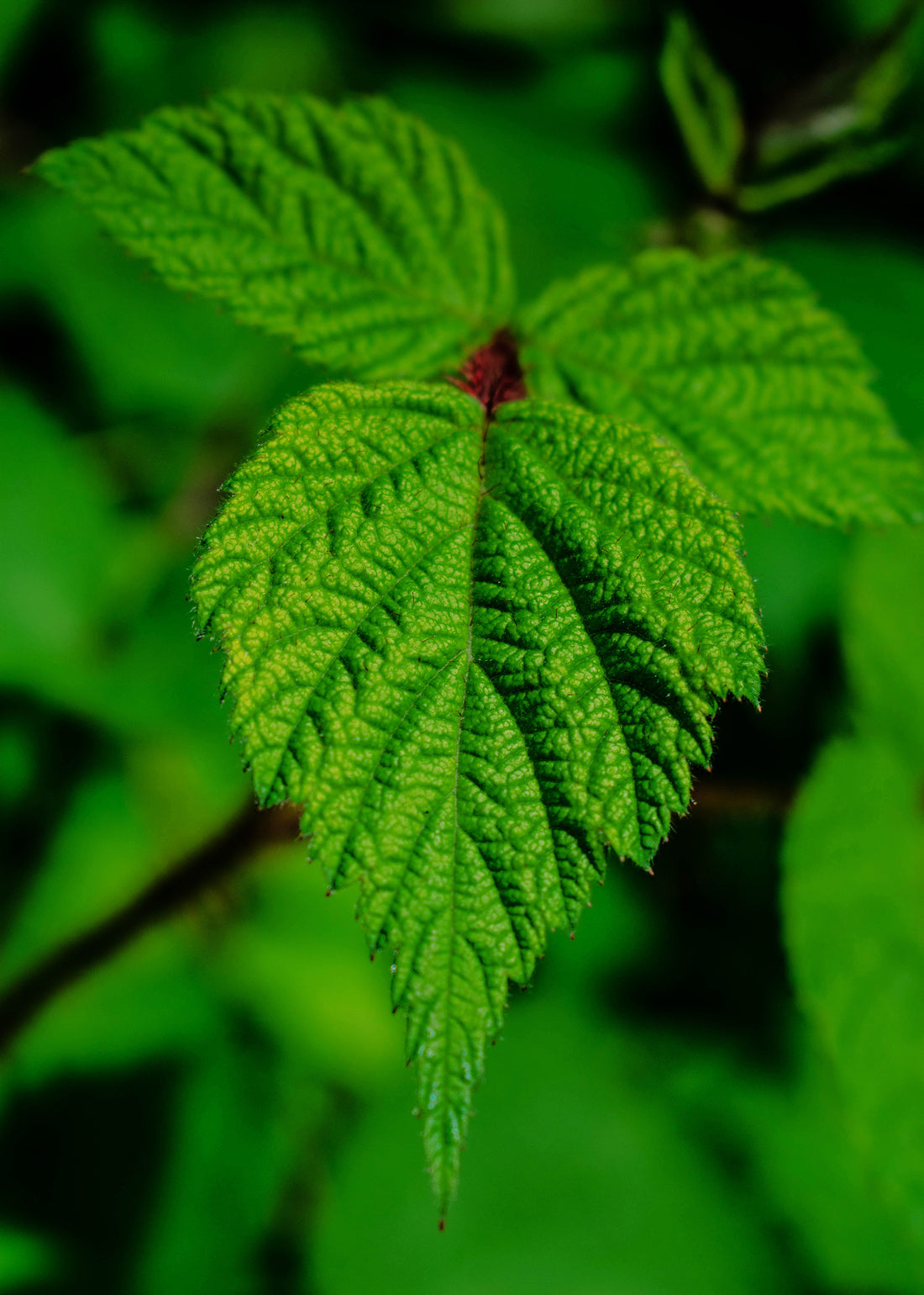Wildcrafted Blackberry Leaf – ½ oz (Appalachian Foraged)