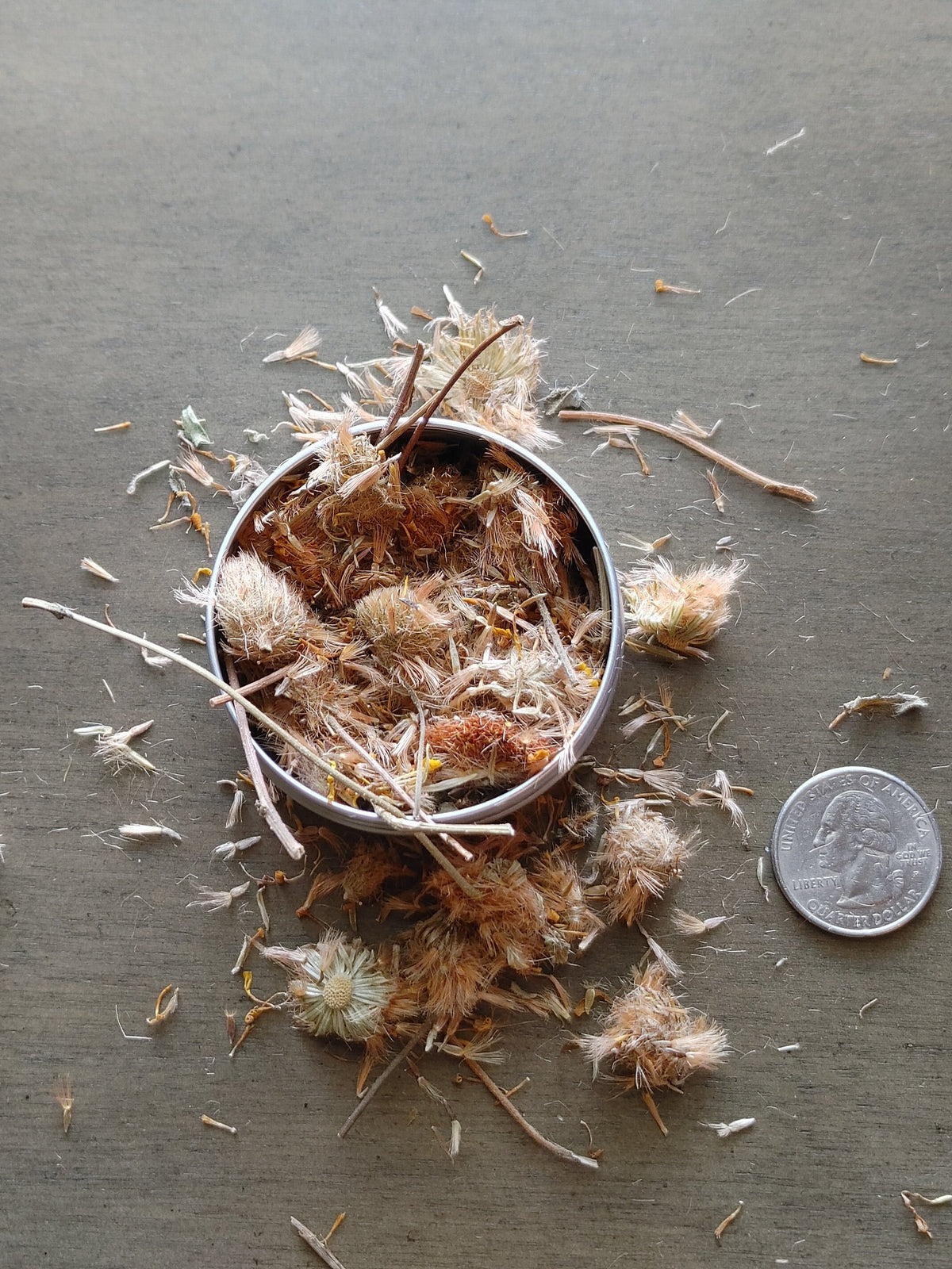 Arnica Flower, Protection, Cleansing, Healing, Restoration, Psychic Abilities, Strength, Resilience, Spiritual Connection, Intuition (1 oz)