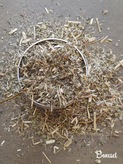 Boneset Herb, Protection, Repel Spirits, Hunting Magick, Divination, Uncrossing (1 oz)