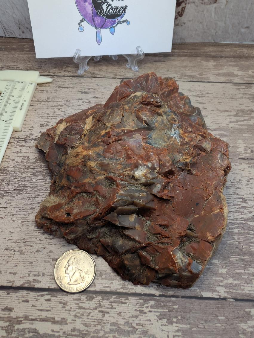 Petrified wood slab. Arizona