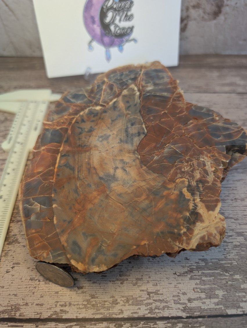 Petrified wood slab. Arizona