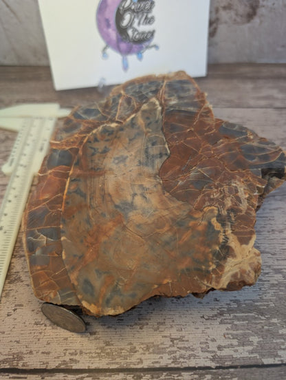 Petrified wood slab. Arizona