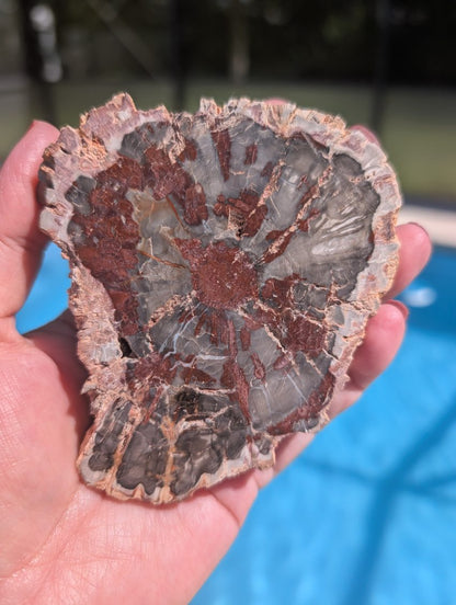 Red Petrified wood slab.