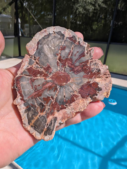 Red Petrified wood slab.