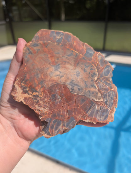 Petrified wood slab. Arizona