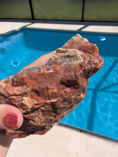 Petrified wood slab. Arizona