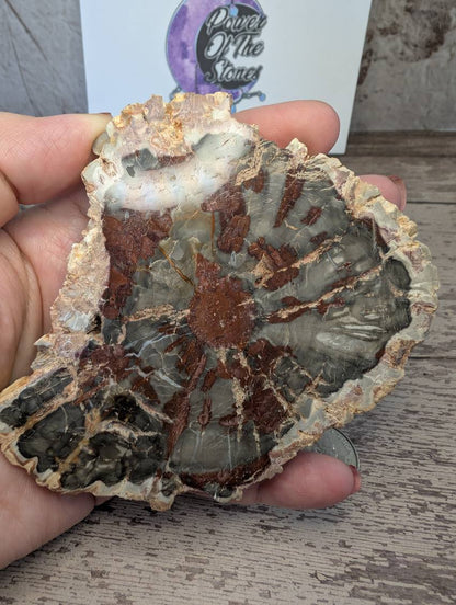 Red Petrified wood slab.