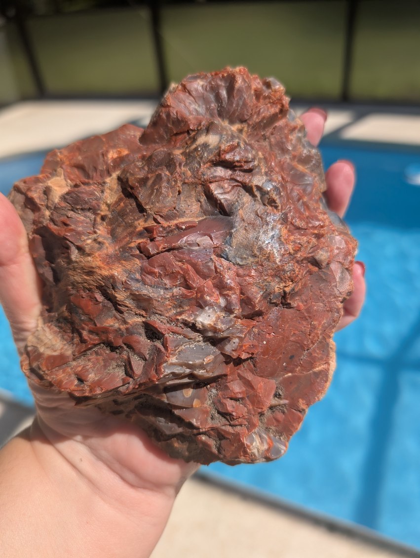 Petrified wood slab. Arizona