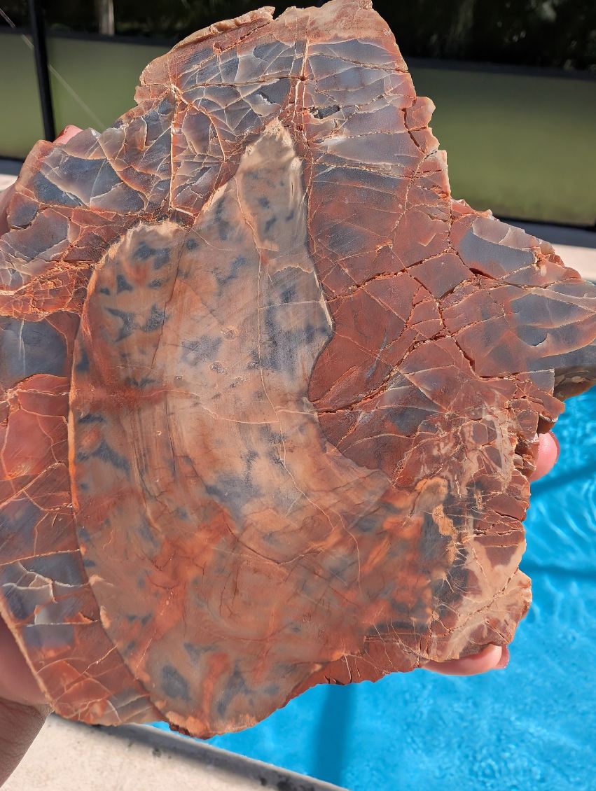 Petrified wood slab. Arizona