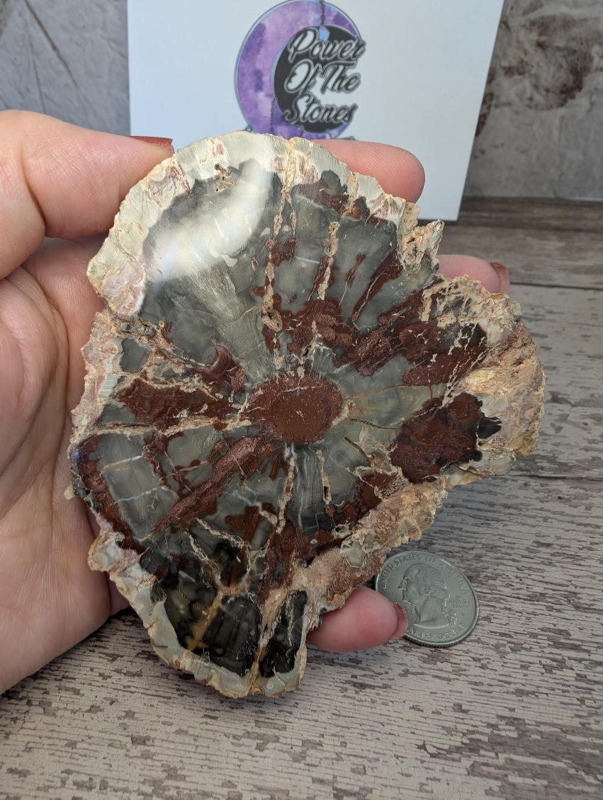 Red Petrified wood slab.