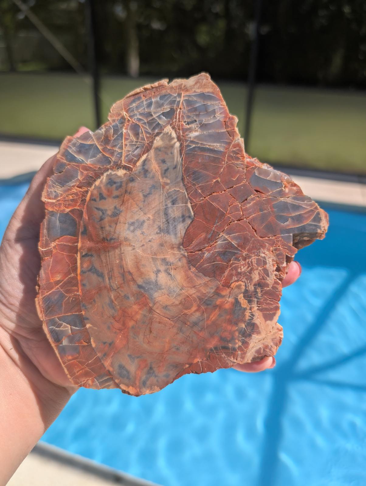 Petrified wood slab. Arizona