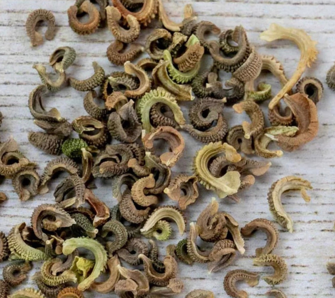 Calendula Seeds (Calendula resina)