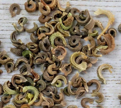 Calendula Seeds (Calendula resina)